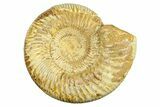 Polished Jurassic Ammonite (Kranosphinctes) - Madagascar #293941-1